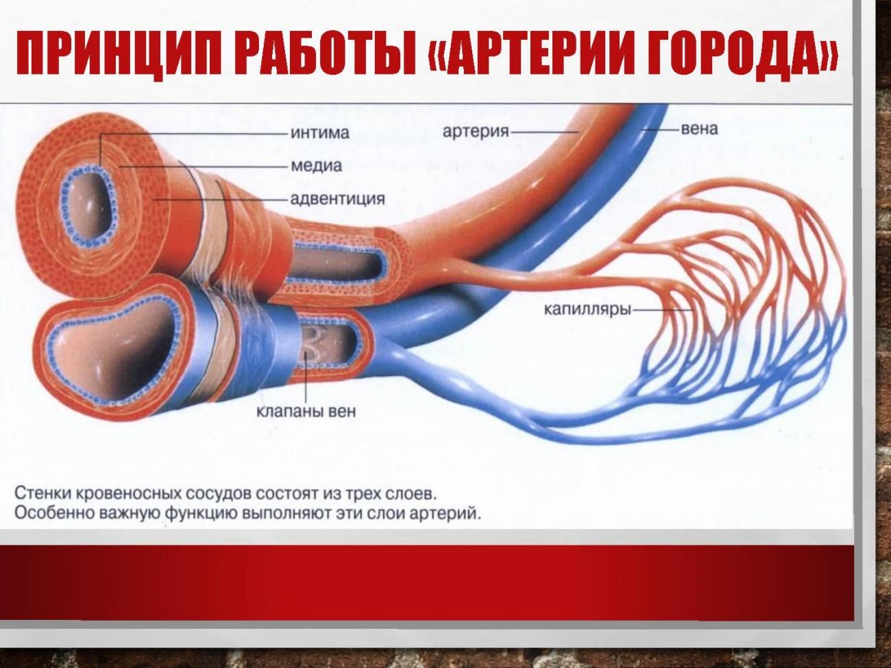 Артерии и вены определение. Строение артерии вены и капилляры. Строение сосудов артерия Вена капилляр. Строение стенки артерии и вены капилляры. Строение артерии и вены.